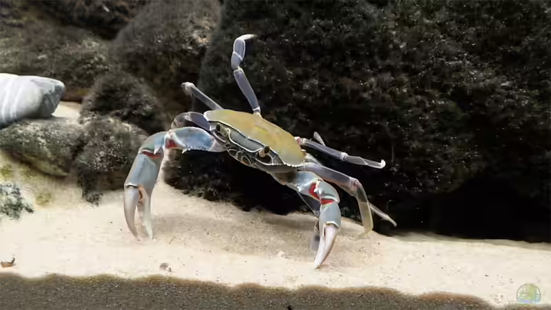 Malawikrabbe am Klettern von Malawikrabbe (7)