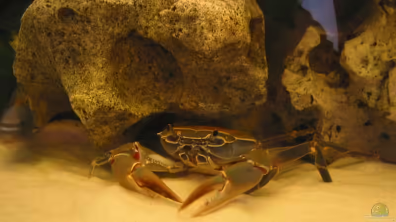 Aquarien für Potamonautes lirrangensis (Malawikrabbe)