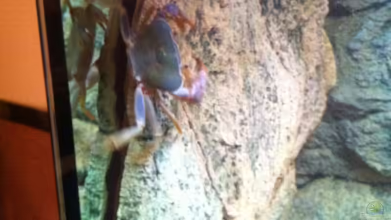 Aquarien für Potamonautes lirrangensis (Malawikrabbe)