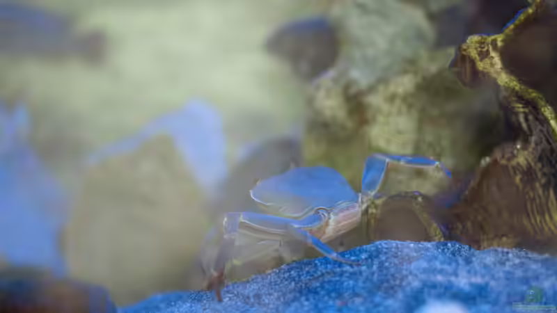 Malawikrabbe Potamonautes lirrangensis  von Philipp Mikuletz (4)