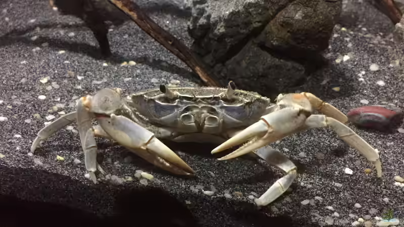 Malawikrabbe Potamonautes Orbitospinus von Dresdn3r (31)