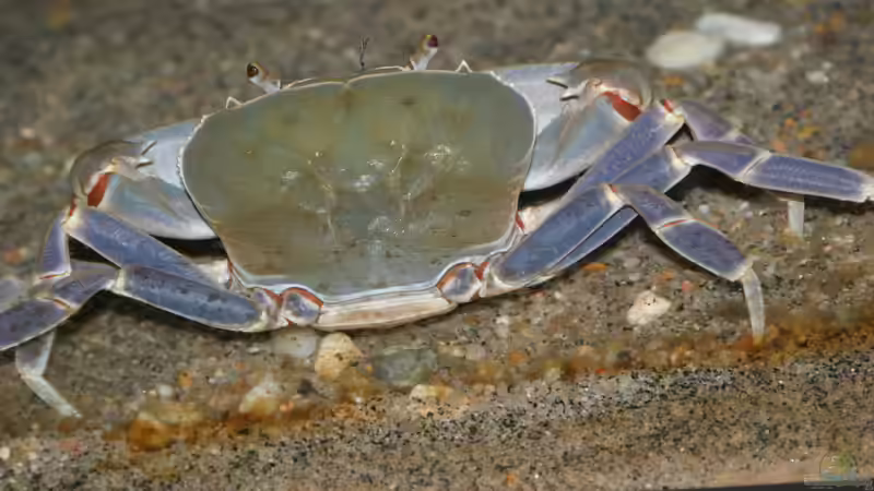 Malawikrabbe von Swenni (59)