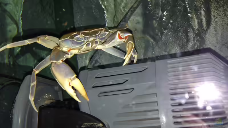 Malawikrabbe von Swenni (66)