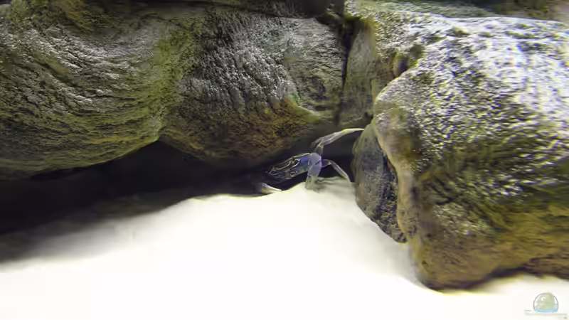 Malawikrabbe von TheToxicAvenger (15)