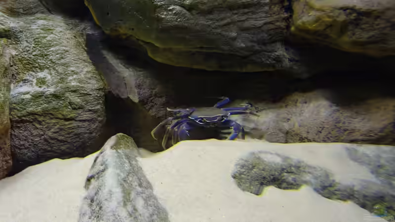 Malawikrabbe von TheToxicAvenger (16)