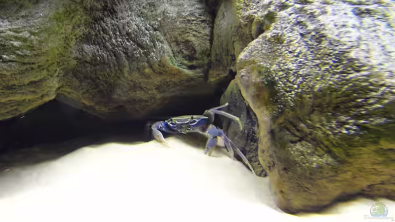 Malawikrabbe von TheToxicAvenger (17)