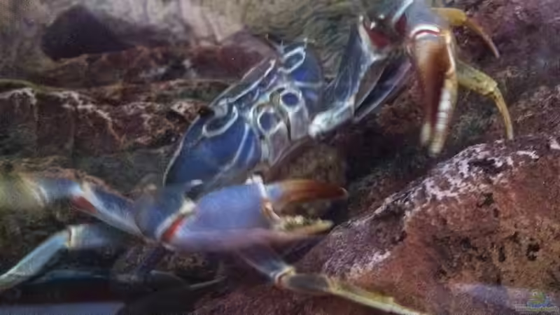 Malawikrabbe von TheToxicAvenger (44)