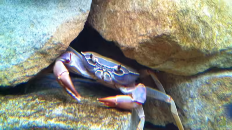 Aquarien für Potamonautes lirrangensis (Malawikrabbe)