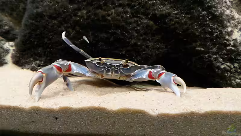 Aquarien für Potamonautes lirrangensis (Malawikrabbe)