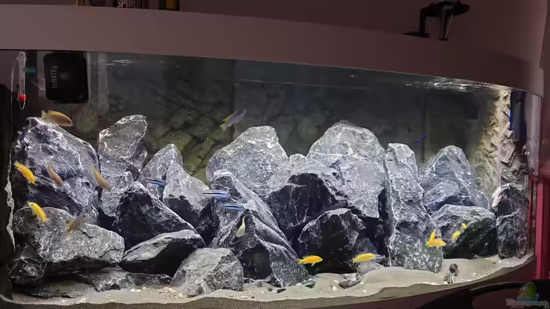 Malawis, einfach nur krasse Farben ???? von Stefan von Oettingen (9)