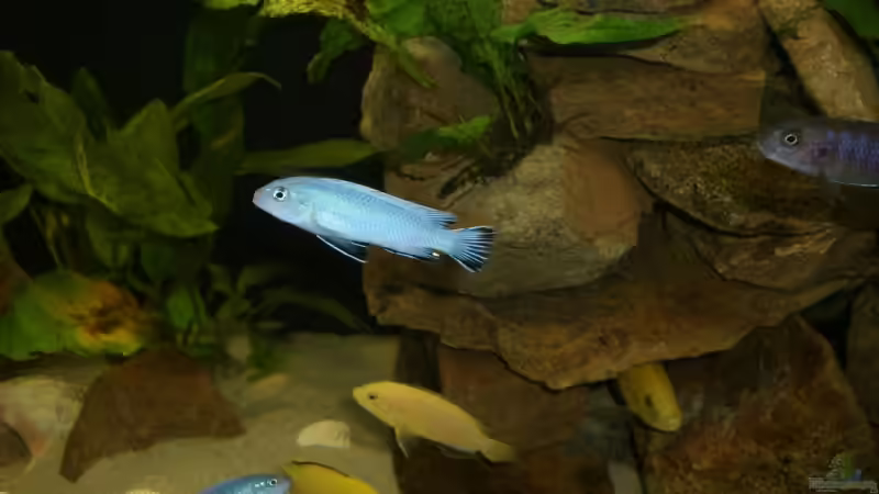 Malawis 1 von P.K. (10)