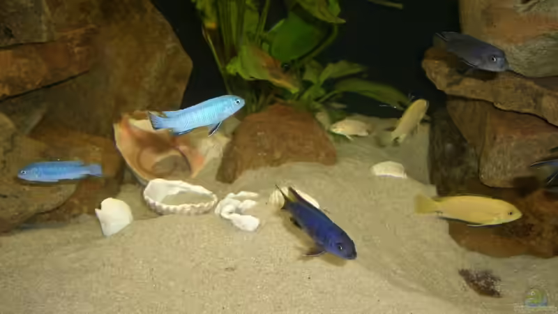 Malawis 2 von P.K. (12)