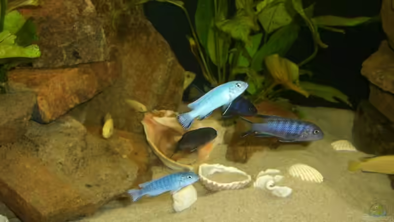 Malawis 3 von P.K. (13)