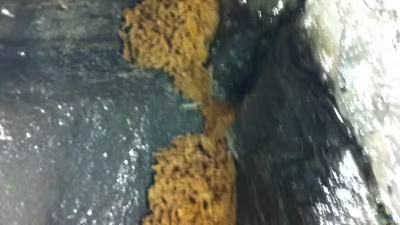 ´Malawischwamm´  von Dynnarts (18)