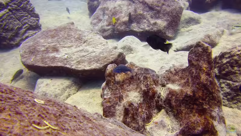 Malawisee - Chizumulu so kann man sich Tipps holen zur Einrichtung von Florian Bandhauer (9)