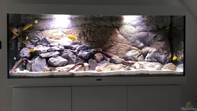 Malawisee Aquarium Mbunas von Veljev (1)