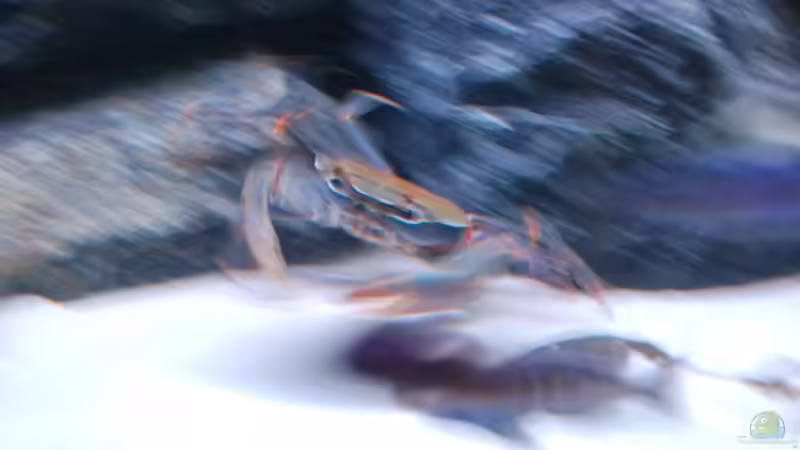 Malawiseekrabbe von Calimero (31)