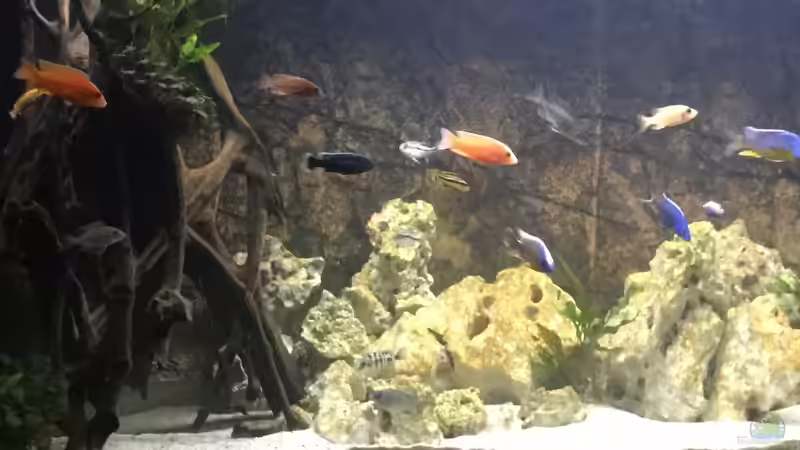 Malawisünde von Lippi (28)