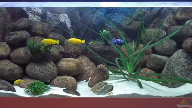 Malawiwelt am 25.05.2009 von Malawi TOM (1)