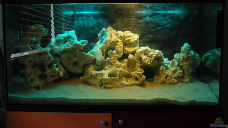 Malawizuchtstube von Marcel. (2)