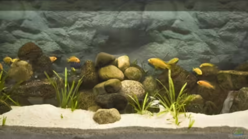 Malawrium von Christopher Lührs (1)