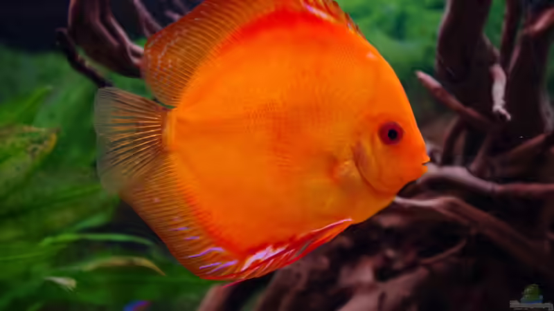 Malboro Red von patgott (13)