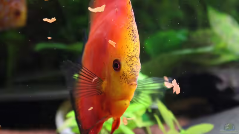 Malboro Red (w) von JessiKa265 (19)