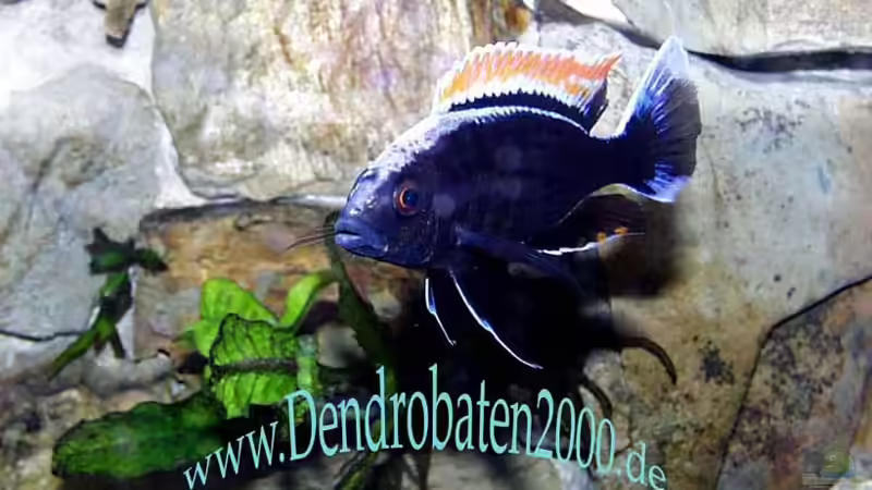 male-fire crest mit brutfärbung von Michael Rückauf (7)