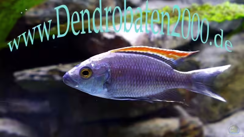 male-fire crest ohne brutfärbung von Michael Rückauf (6)