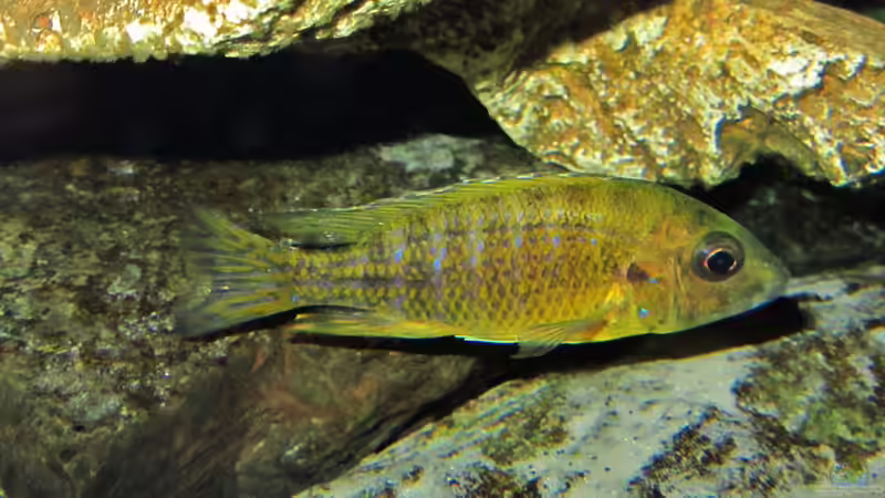 Maleri male vom 25.07.2013 von Steffen G (61)