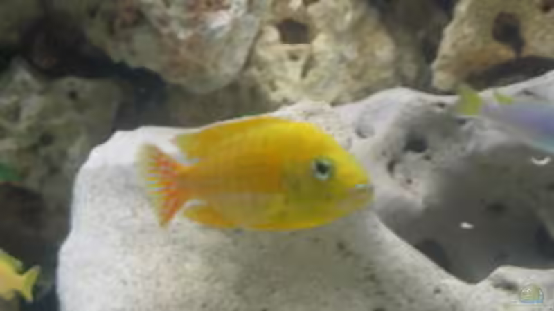 Maleri Maleri von Helmut Loehr (13)