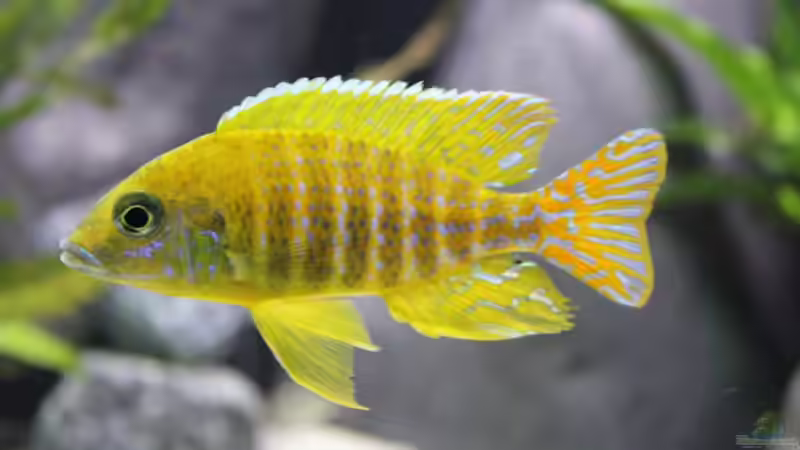 Maleri von Vision112 (36)