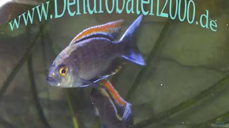 males-fire crest von Michael Rückauf (10)