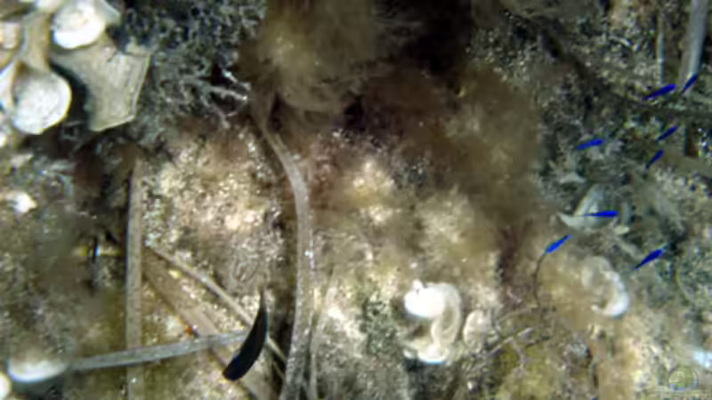 Mallorca unter der Wasseroberfläche