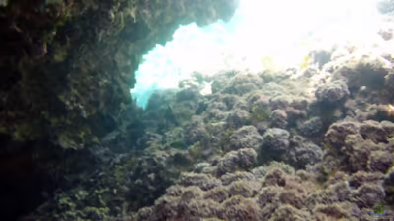 Mallorca unter der Wasseroberfläche