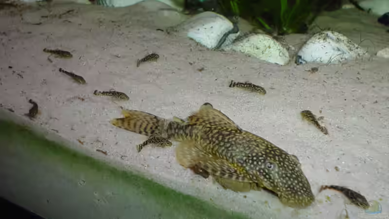 Mama Ancistrus mit ihren Kids (Alter ca. 3 Wochen) von Marko Lütgens (25)