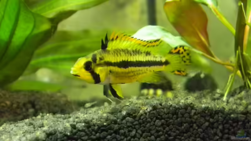 Mama Barsch ;-) von Alfur (23)