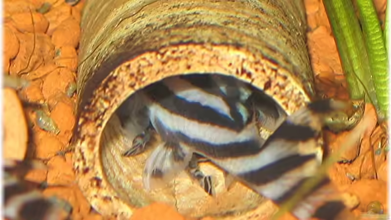 Mama links und Papa mit 2 kleinen L 146er Baby´s noch in der Röhre von Conny (10)