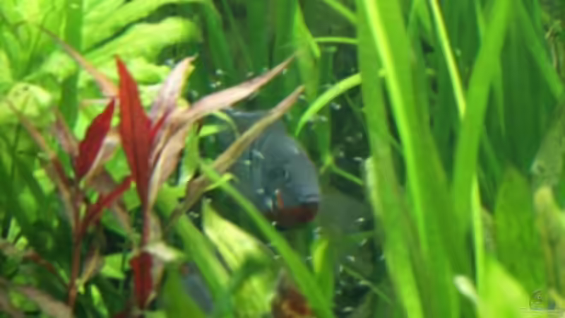 Mama mit Nachwuchs von Thomas Bachl (4)