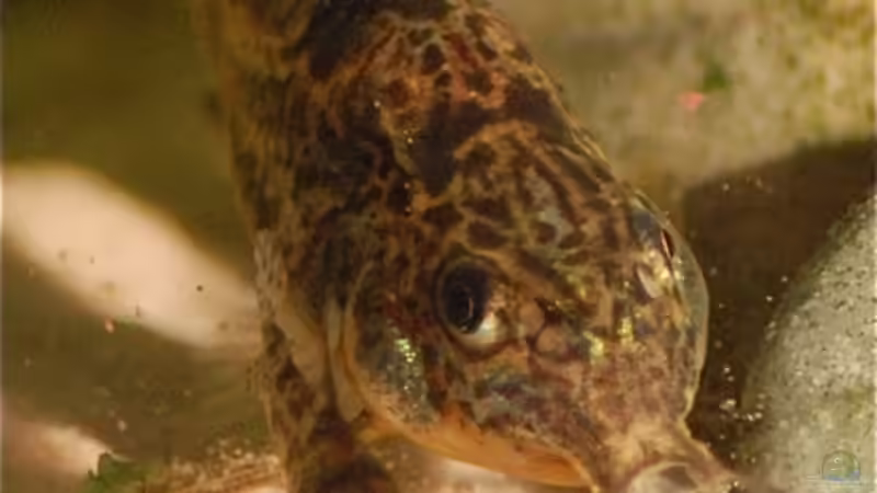 Mama Panzerwels mit Kind! von Nadinsche (15)