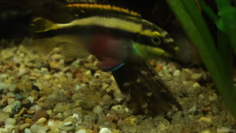 Mama prachtbarsch zeigt dem Nachwuchs die Welt von lunimami (7)