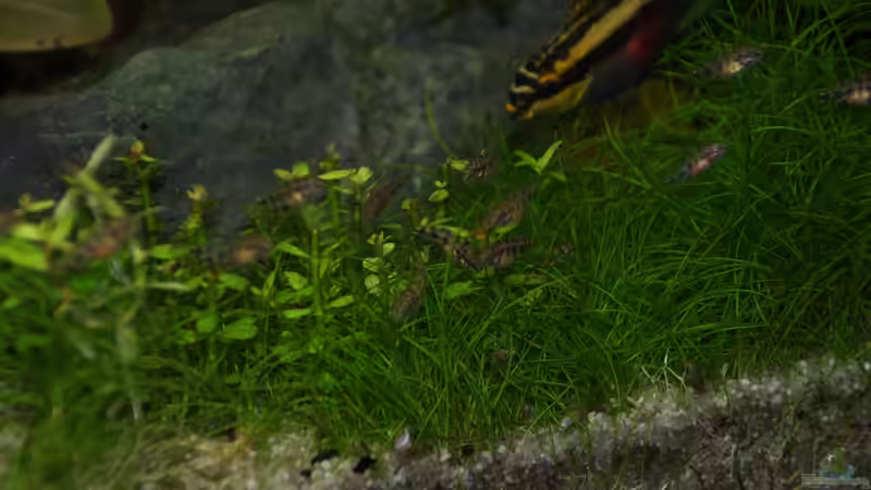 Mama Smaragd mit Ihren Kindern von Aniram (8)