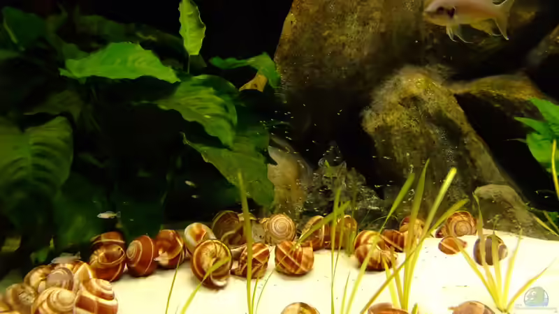 Mama und Babys von Trooper (65)