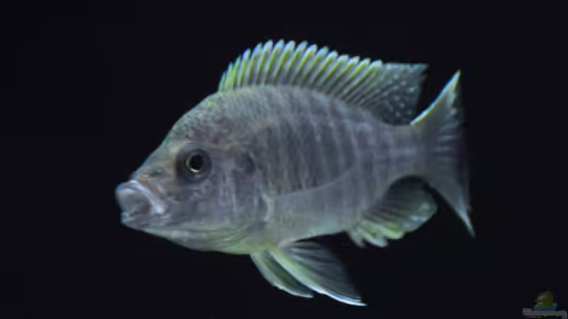 Mamelela von Ivory (12)