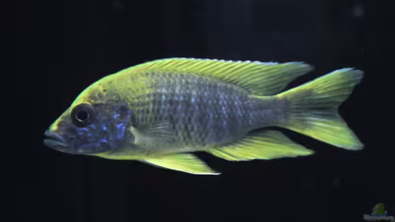 Mamelela von Ivory (5)