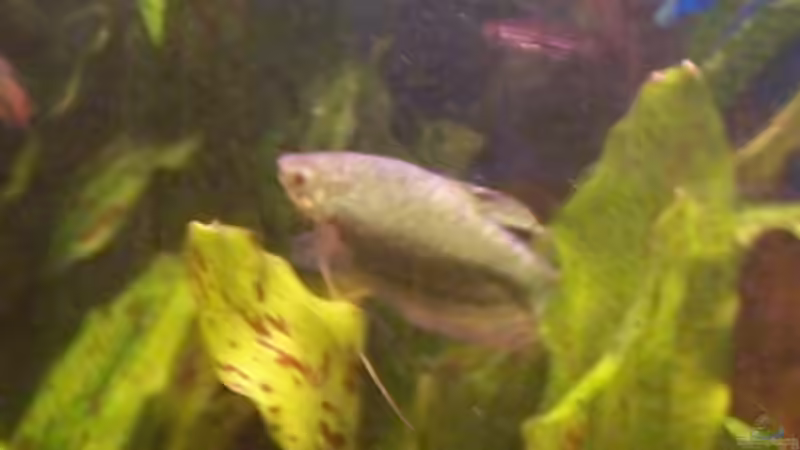 Mamor-Fadenfisch von Marcel Massow (14)