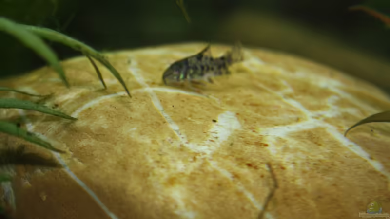 Mamor-Panzerwels von Hot (37)