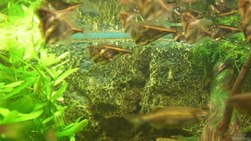 Mamorbeilbäuche von Martin Jung (8)