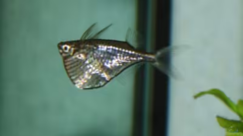 Mamorbeilbauch von Sabrina (12)