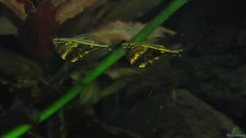 Mamorierte Beilbauchfische von Kriki (9)